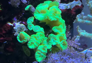 Neon Green Caulastrea