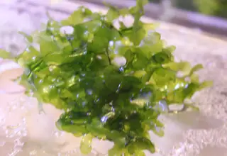 1 Golfball Of Subwassartang, Live Aquatic Plant