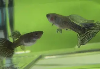 Blue Dragon Indigo Guppies    Trio