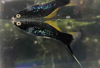 Xiphophorus Helleri, Black Swordtail (3+1 Juveniles)