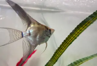 Assorted Angelfish  Dime To Quarter Size