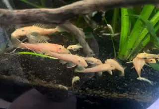 Lemon Blue Eye Bristlenose Pleco (L144) Logo