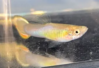 Pk Endlers Japan Blue Sky Rainbow Flame Guppy Pair Mf