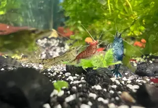 20 (+2 For Doa) Rainbow Neocaridina Pack