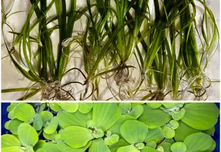 Easy Plant Pack (12+ Vallisneria, Water Lettuce)