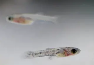 Rainbow Guppy, Poecilia Reticulata, Freshwater Fish, M/f