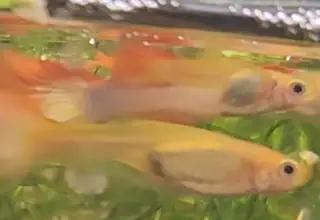 Tequila Sunrise Guppy Trio 1M2F Logo