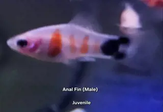 3 PK. Tiger-Striped Mickey Mouse Platy MALES ONLY Logo