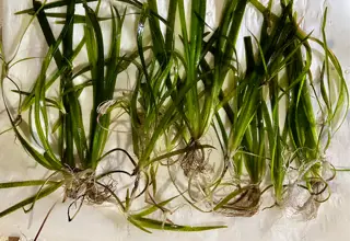 12+ Vallisneria Plants