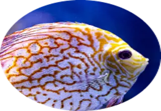 free fish Logo
