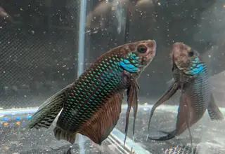 Male Betta Smaragdina Guitar - WILD BETTA Live Freshwater fish WYSIWYG