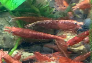 Fire Red Cherry Shrimp 20+5