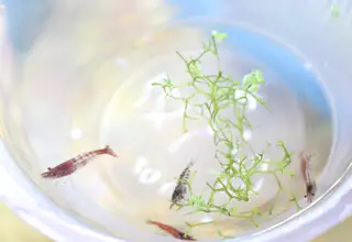 Rainbow Neocaridina Shrimp, Neocaridina Davidi