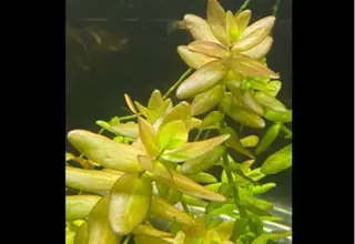 Bacopa Caroliniana `Yellow Flame`(bunch) Logo