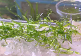 15 Anacharis Plants, Live Aquatic Plants