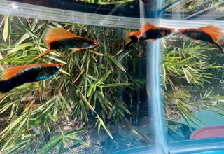 Red Hamburg HiFin Swordtail (Breeding Group 2M/3F)