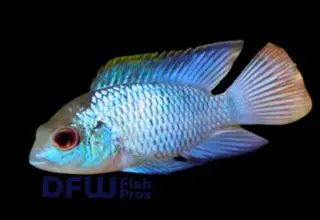 Electric Blue Acara 2.5 To 4" Single - Unsexed