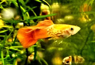 Blonde Cobra Guppy (8+fry) Logo