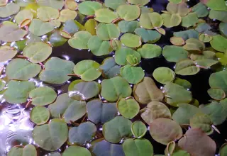 Red-root Floaters, Pyllanthus Fluitans, "Super Red" 10 Leaves Logo