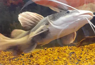 Large Red Tail Catfish Logo