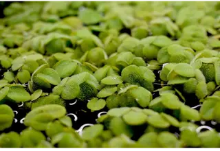 Salvinia Minima/salvinia/floating Plant- 30+plants(150+leaves)(buy 2 Get 1 Free)