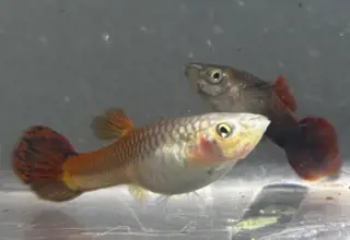 Pink Tux Guppies Pack Of At Least 6 Fry Logo