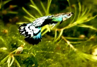 Fancy Dragon Guppy (2m/3f) Free 2nd Day Air Logo