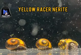 (5) Yellow Racer Nerite Snails Logo