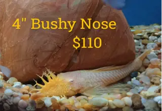 4" Bushy Nose Logo