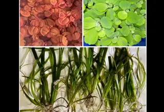Easy Plant Pack (12+ Vallisneria, Red Root Floater, Water Lettuce)