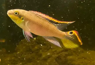 F2 Red Kribensis Cichlid,  (4+1 Un-sexed Juveniles)