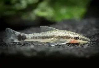 (3) Otocinclus Catfish