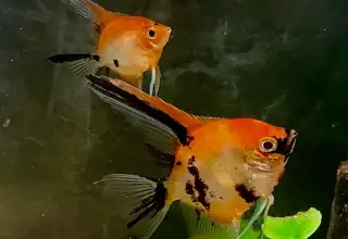 Koi Angelfish, Pterophyllum Scalare, 6 Select Koi Angelfish About 7+ Months Old.