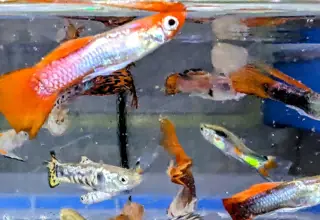 PK Endlers COLORFUL HEALTHY MIXED Guppy Endlers Hybrids 20 Mixed Fish