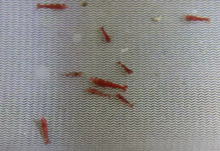 10+(1 Free) Painted Fire Red Shrimp