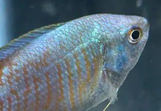 Dwarf Gouramis (S)