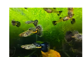 Fancy Metal Dark Blue Tiger Guppy- Breeding Trio (1 Male, 2