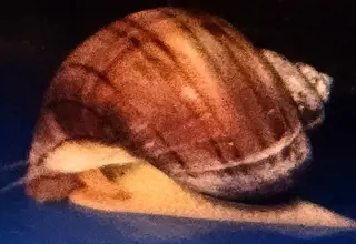 Purple Albino Mystery Snails