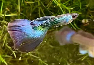 Blue Green Moscow (2m/3f) Free 2nd Day Air 