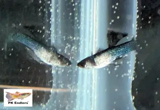 Pk Endlers Blue Panda Mini Guppy Pair MF Logo