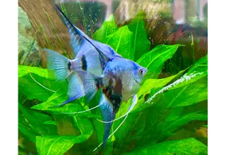 6 Ph Blue Angelfish (Nickel To Quarter Sized)