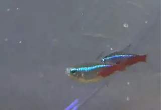 Two Male Neon Tetra