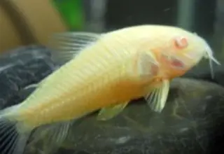 5x Albino Corydoras