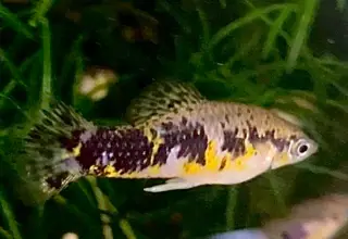 Cuban Limia (Limia Vittata) 4+1 Juveniles Unsexed Logo