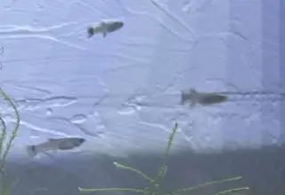 5 Pack Of Guppys +1 For Doa (Juveniles) Logo