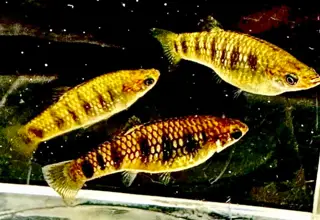 (Critically Endangered)  Tiger Limia (Limia Islai) 4+ Juveniles Logo