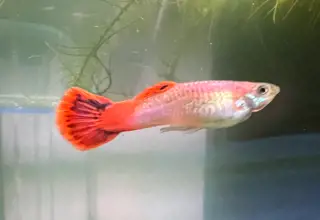 Pink Male Guppy