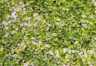 Small Baggie Of Duckweed