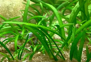 Dwarf Sagittaria(2 Bunches)