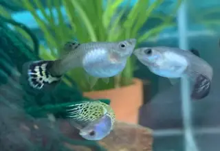 Green Lace Metal Head Guppies   Pack Of 6 Fry